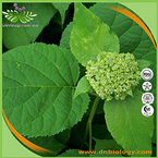 Hydrangea Root Extract