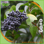 Ligustrum Extract