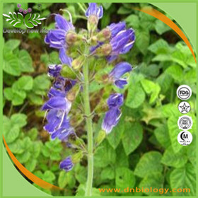 Salvia Root Extract