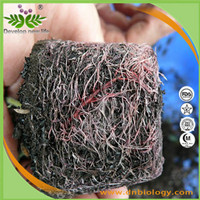 Arnebia Extract