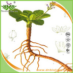 Golden Seal Root Extract