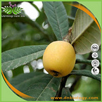 Loquat Leaves Extract