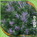 Agnus Castus Extract Powder