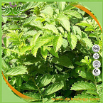 Agrimony Extract Powder