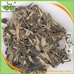 Aiye Leaf Extract Powder