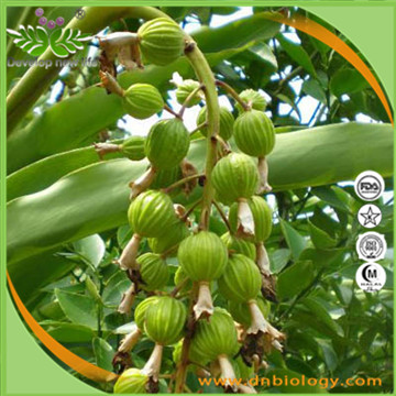 Amomum Extract