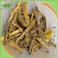 Amur Corktree Bark Extract