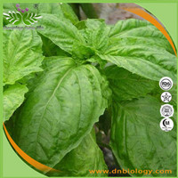 Basil Herb Extract