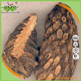 Basket Fern Extract