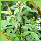 Boneset Herb Extract