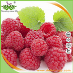 Raspberry Extract