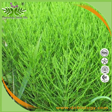 Shavegrass Extract