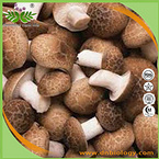 Shiitake Mushroom Extract