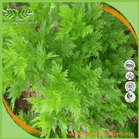 Annual Artemisia Extract