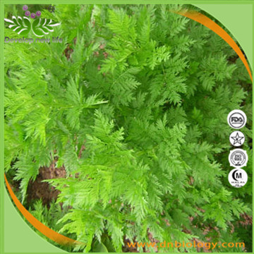 Annual Artemisia Extract