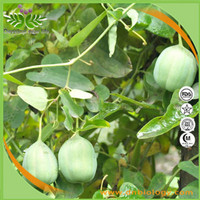 Aristolochia extract powder