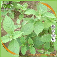 Achyranthes Extract Powder