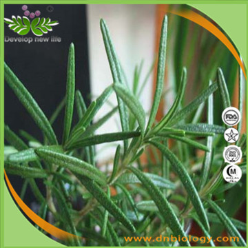 Rosemary Herb Extract