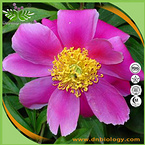 Red Peony Extract