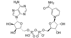 Nicotinamide adenine dinucleotide,Diphosphopyridine nucleotide (NAD+), Coenzyme I