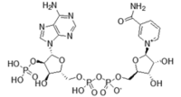 Nicotinamide adenine dinucleotide phosphate, (NADP+)
