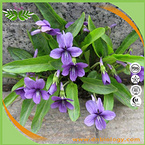 Viola Extract