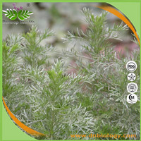 Virgate Wormwood Extract