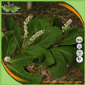 Terminalia Bellerica Extract