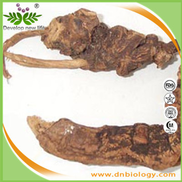 Tonkin Sophora Root Extract