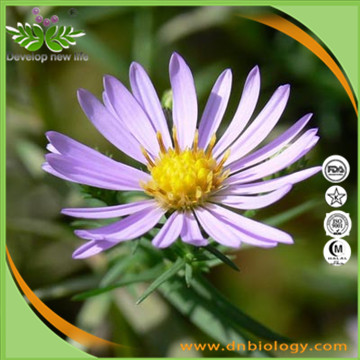 Tatarian Aster Root Extract