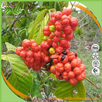 Guarana Seed extract