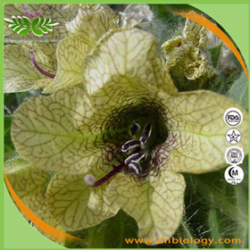 Henbane extract