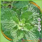 Horehound extract