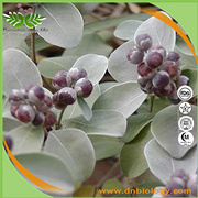 Chasteberry Extract