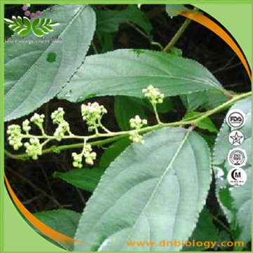 Triperygium wilfordii Extract