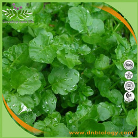 Watercress Extract