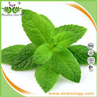 Mint Leaf Extract