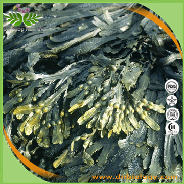 Bladderwrack extract Powder