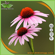 Echinacea Herb P.E