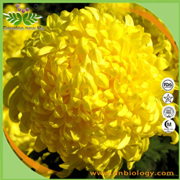 Chrysanthemum Extract