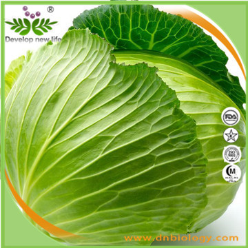 Cabbage Extract