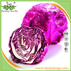 Red Cabbage