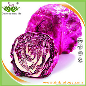 Red Cabbage