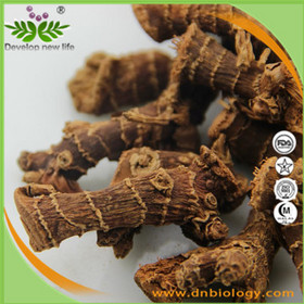 Galangal Extract