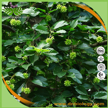 Camptotheca Acuminata Extract