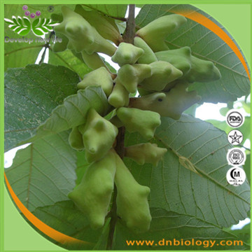 Chinese Gall Extract