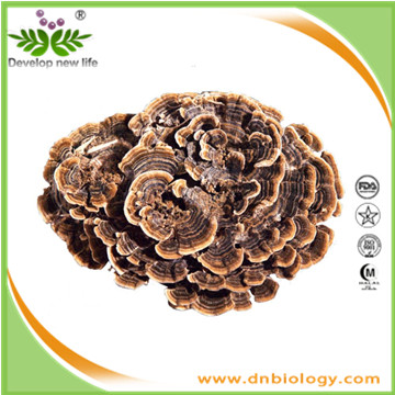 Coriolus Versicolor Extract