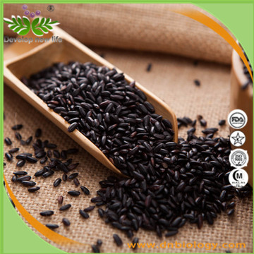 Black Rice Extract