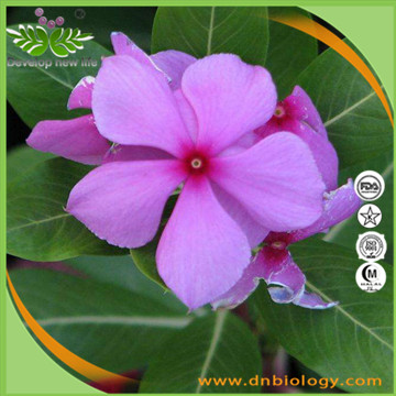 Vinca Rosea Extract