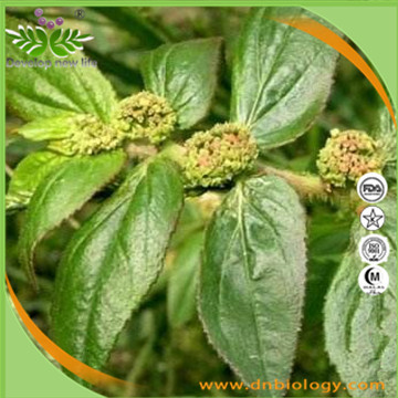 Garden Erphorbia Herb Extract